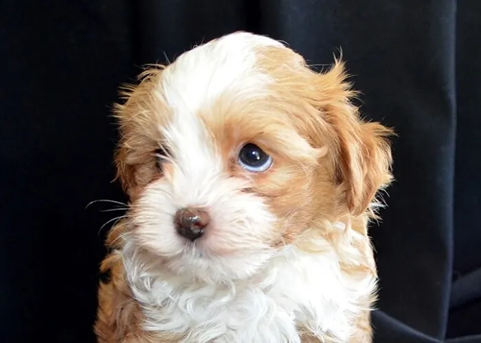 White and brown cockapoo puppy