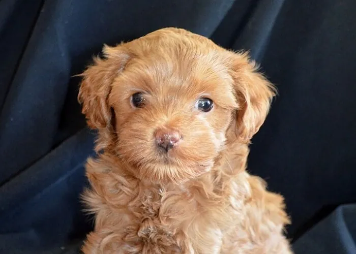 Brown cockapoo puppy