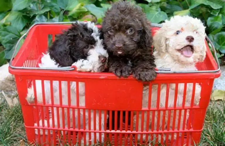 Three Cockapoo puppies in a red basket