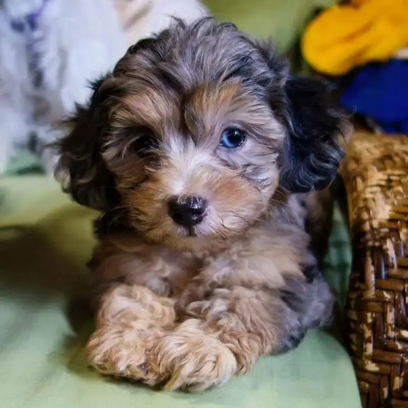 Brown and black Cockapoo puppy 