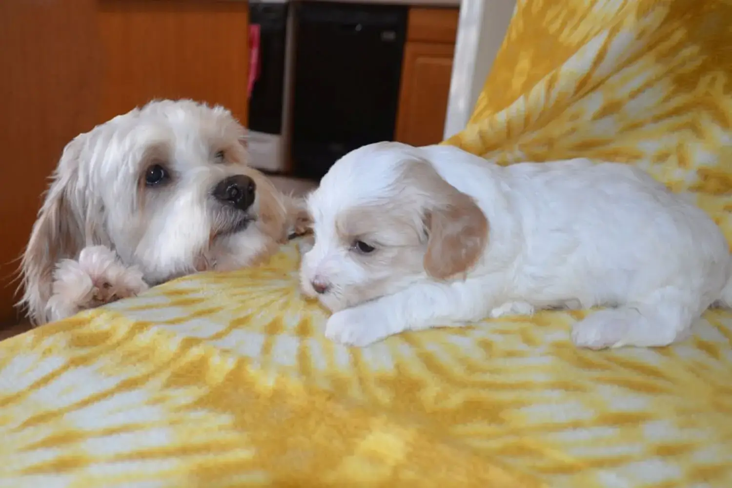 Cockapoo Dad peeking up at a puppy on a bed