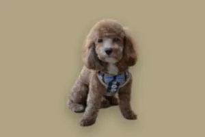 Cockapoo sire Obediah