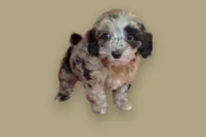 Future Cockapoo dam Rozee