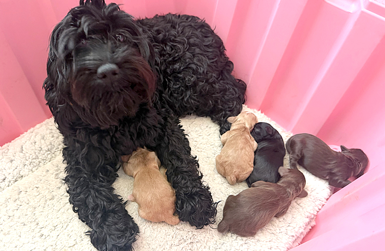 Cockapoo puppy named Dahlia