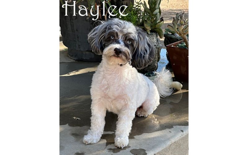 Cockapoo puppy named Haylee