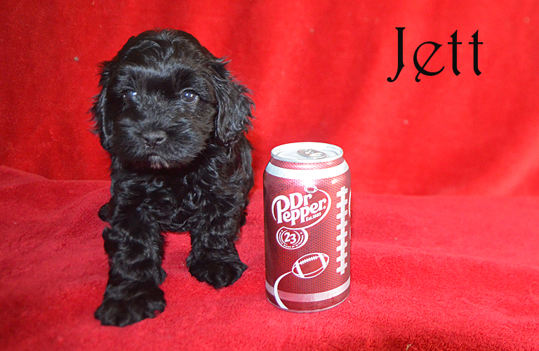 Cockapoo puppy named Jett