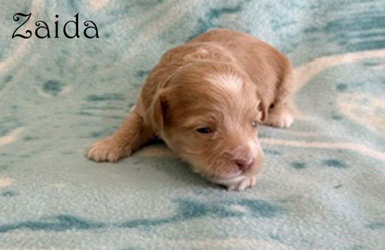 Cockapoo puppy named Zaida