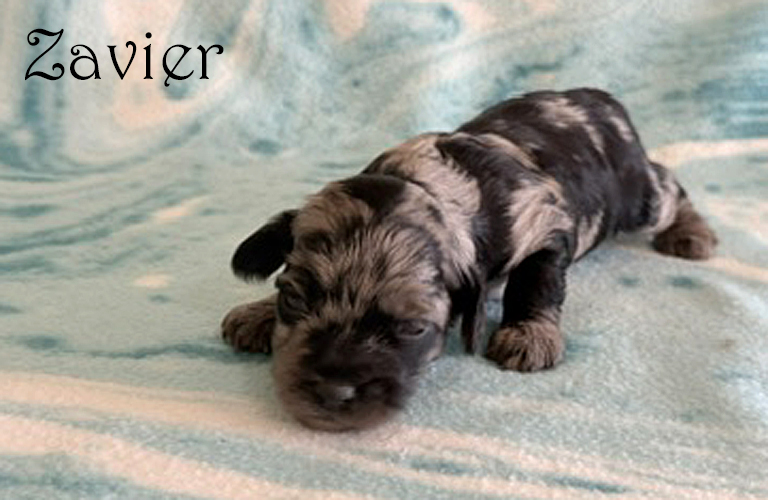 Cockapoo puppy named Zavier