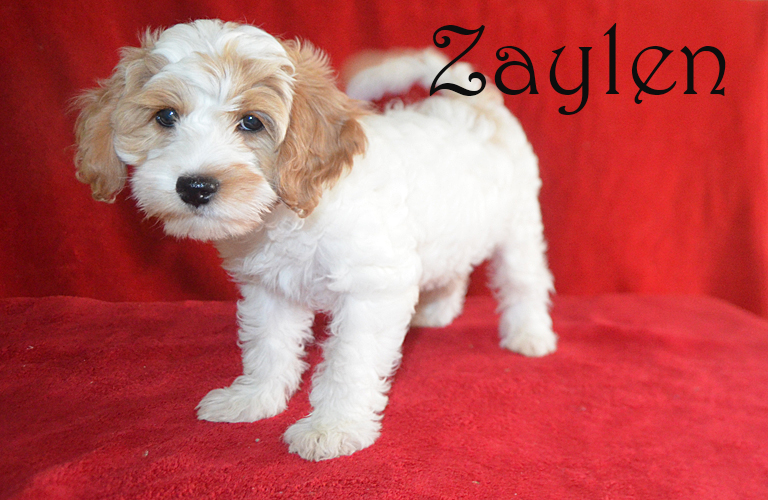 Cockapoo puppy named Zaylen (AKA "Little Sam")