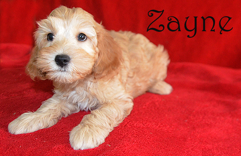 Cockapoo puppy named Zayne